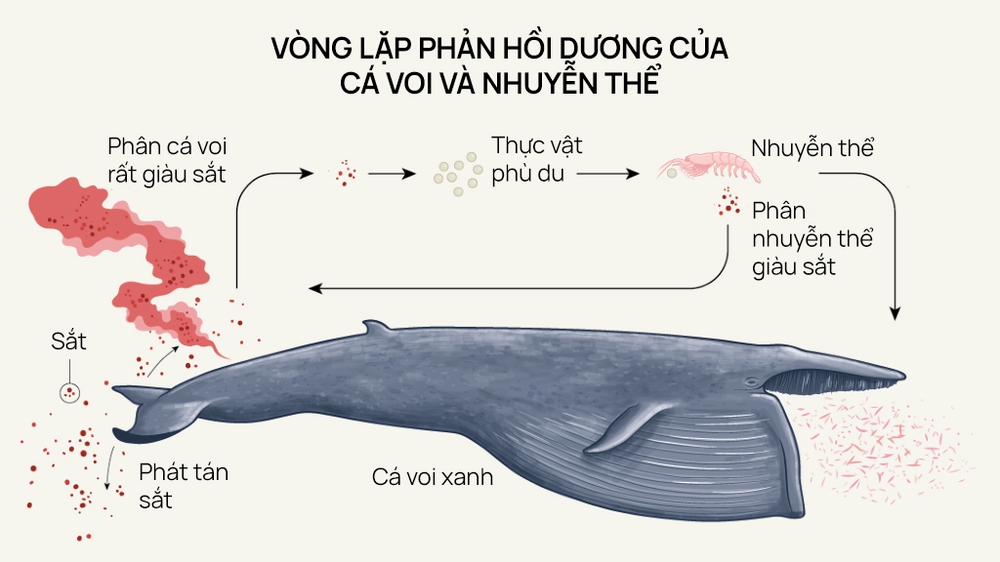 Lắng nghe nhịp đập trái tim của loài động vật lớn nhất từng tồn tại trên Trái Đất - Ảnh 6.