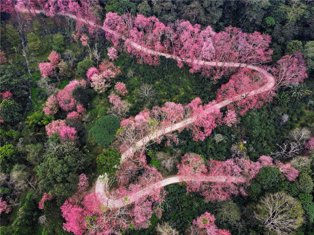 Mùa xuân đến Chiang Mai, ngắm rừng đào mười dặm - Ảnh 7.