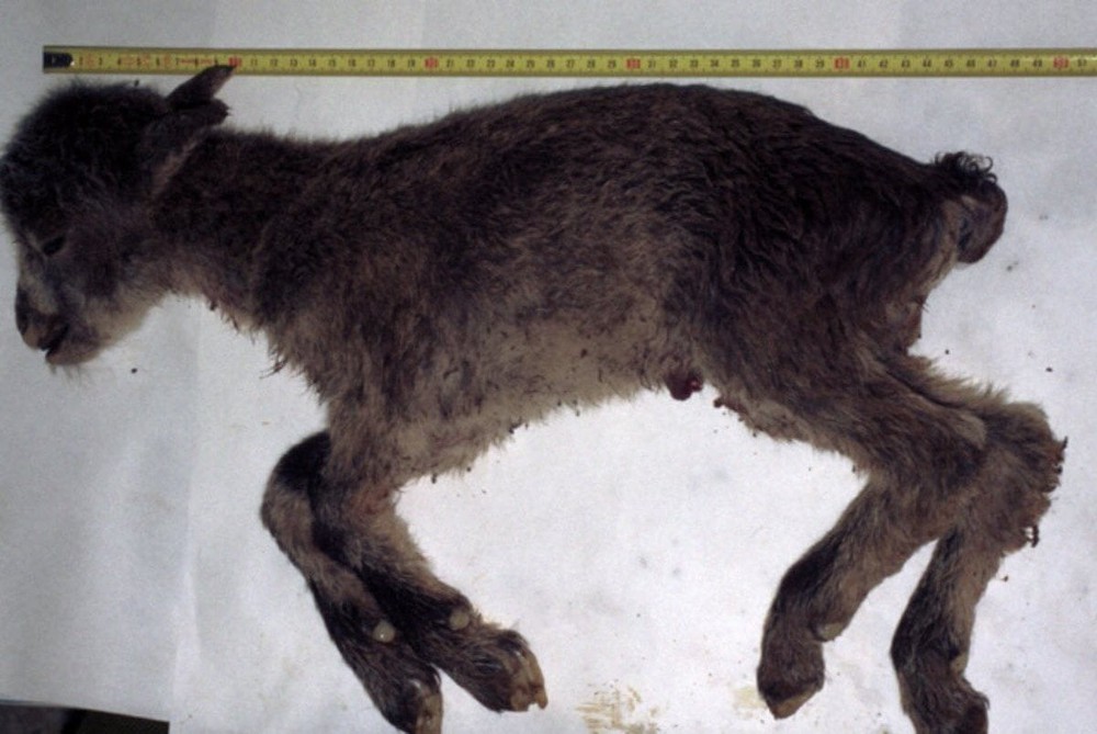 Dê núi Pyrenean ibex: Loài động vật đầu tiên và duy nhất trên thế giới tuyệt chủng tới 2 lần - Ảnh 3.