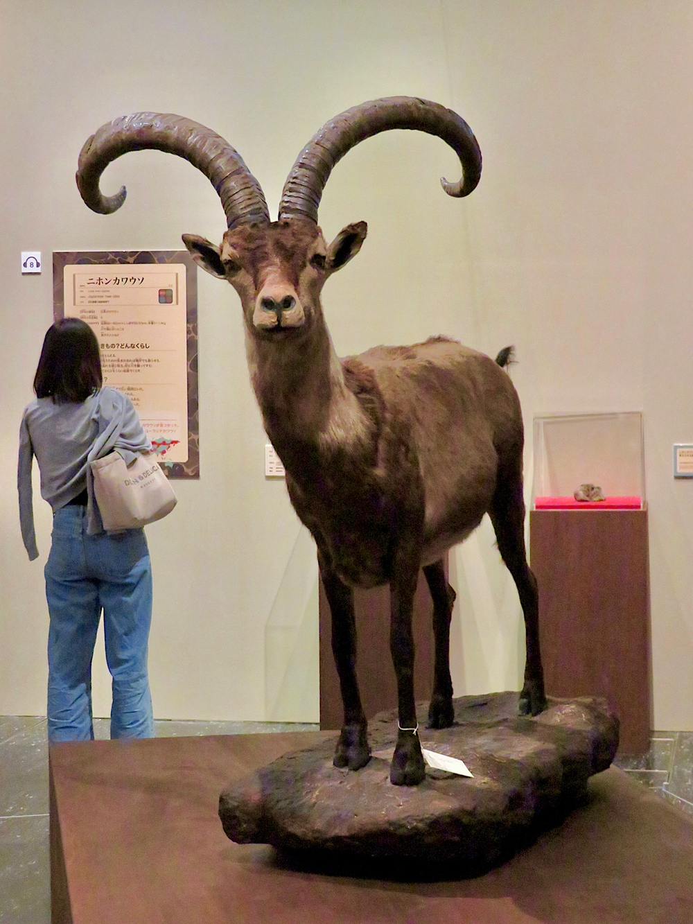Dê núi Pyrenean ibex: Loài động vật đầu tiên và duy nhất trên thế giới tuyệt chủng tới 2 lần - Ảnh 1.