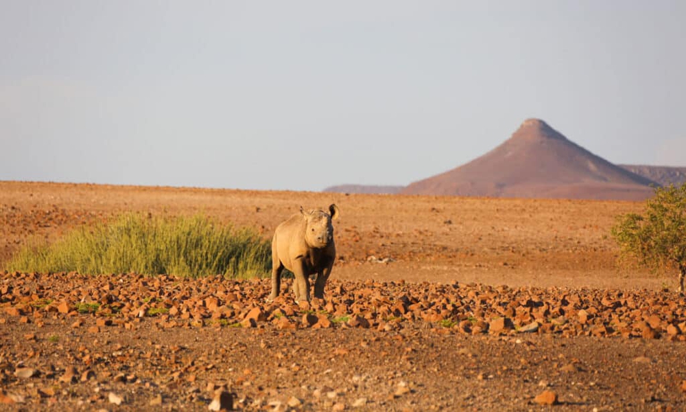 Những loài động vật lớn nhất sống trong sa mạc, vẫn còn tồn tại cho đến ngày nay - Ảnh 8.