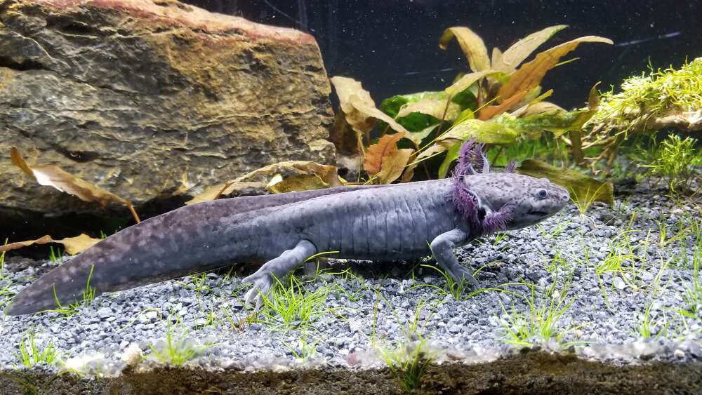 Điều gì khiến kỳ giông axolotl có thể đột ngột biến từ động vật sống dưới nước thành sinh vật sống trên đất liền? - Ảnh 1.