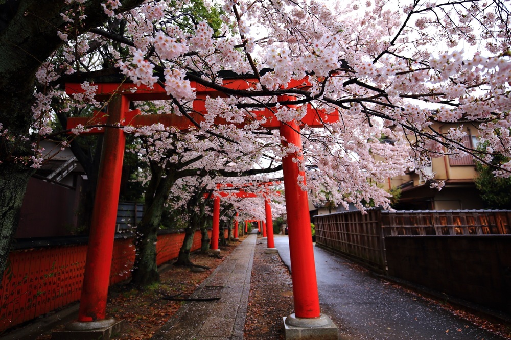 Kyoto rất mong đón du khách trở lại, nhưng 'thủ thỉ' những yêu cầu đặc biệt