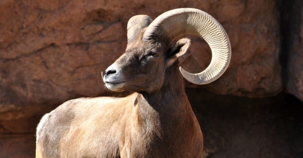 Những loài động vật lớn nhất sống trong sa mạc, vẫn còn tồn tại cho đến ngày nay - Ảnh 1.