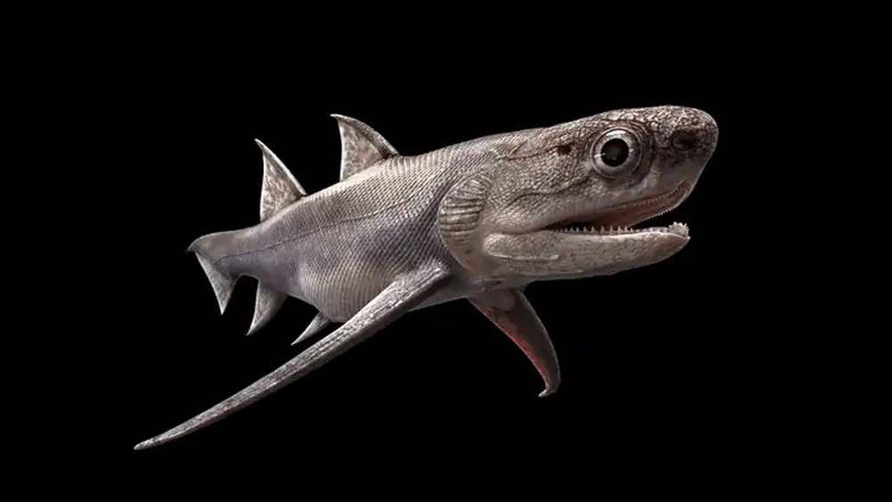 Cá mập 439 triệu năm tuổi được tìm thấy ở Trung Quốc là loài cá có hàm lâu đời nhất thế giới - Ảnh 4.