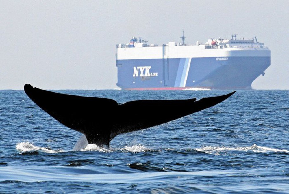 Cá voi rên xiết vì thanh âm ô nhiễm của biển khơi - Ảnh 1.