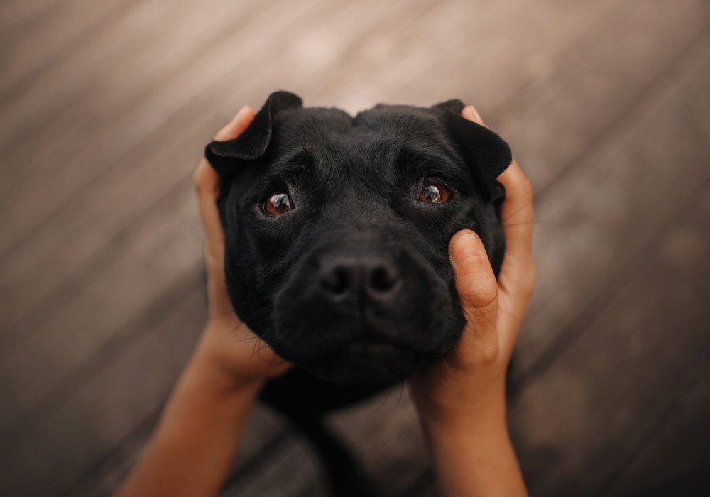 Nghiên cứu khẳng định loài chó biết khóc vì cảm xúc - Ảnh 1.