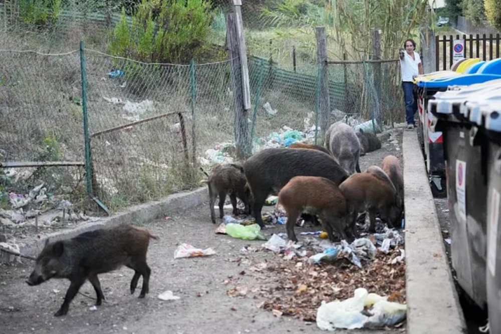 Lợn rừng tung hoành ‘xâm chiếm’ thủ đô nước Ý, tấn công người dân cướp thức ăn - Ảnh 2.
