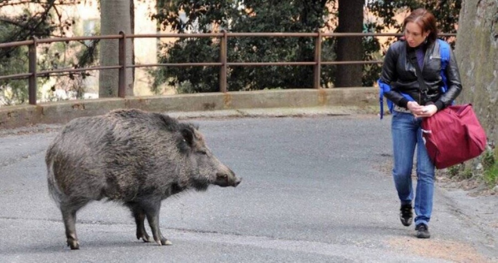 Lợn rừng tung hoành ‘xâm chiếm’ thủ đô nước Ý, tấn công người dân cướp thức ăn - Ảnh 3.