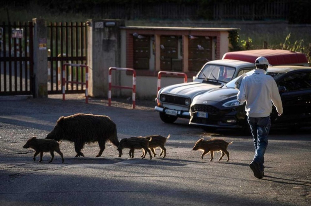 Lợn rừng tung hoành ‘xâm chiếm’ thủ đô nước Ý, tấn công người dân cướp thức ăn - Ảnh 5.