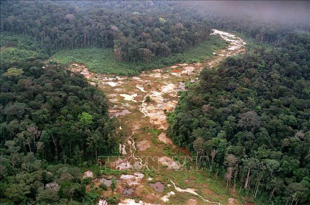Nhiều khu vực của lá phổi xanh Amazon có nguy cơ không thể phục hồi - Ảnh 1.