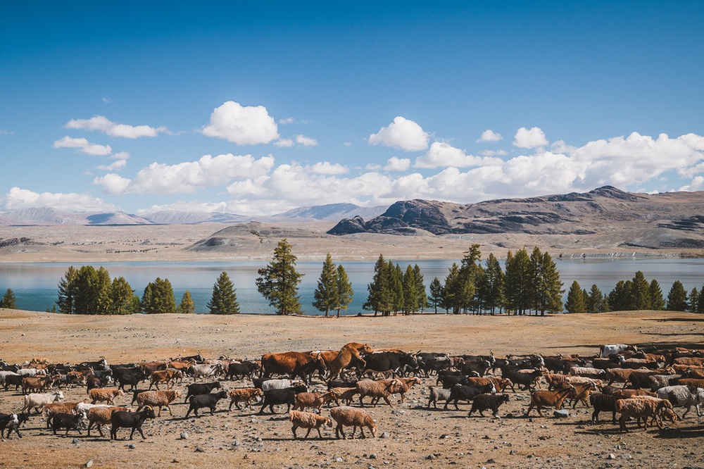 Du khách Việt theo chân người du mục trên thảo nguyên Mông Cổ - Ảnh 1.