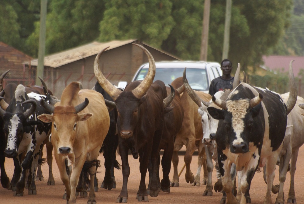 Bộ tộc Dinka của Nam Sudan: Những người cao nhất ở châu Phi - Ảnh 10.