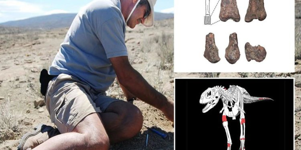 Argentina phát hiện hóa thạch loài khủng long mới thuộc họ ăn thịt - Ảnh 1.
