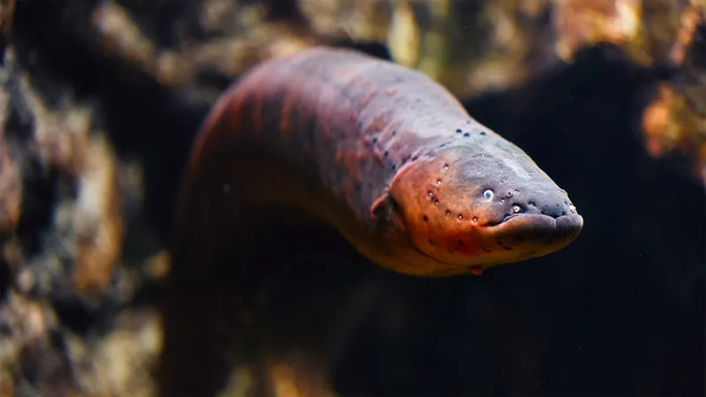 Phóng xung điện 600 vôn, loài lươn dị khiến cha đẻ thuyết tiến hóa rối trí: Bài toán khó - Ảnh 2.