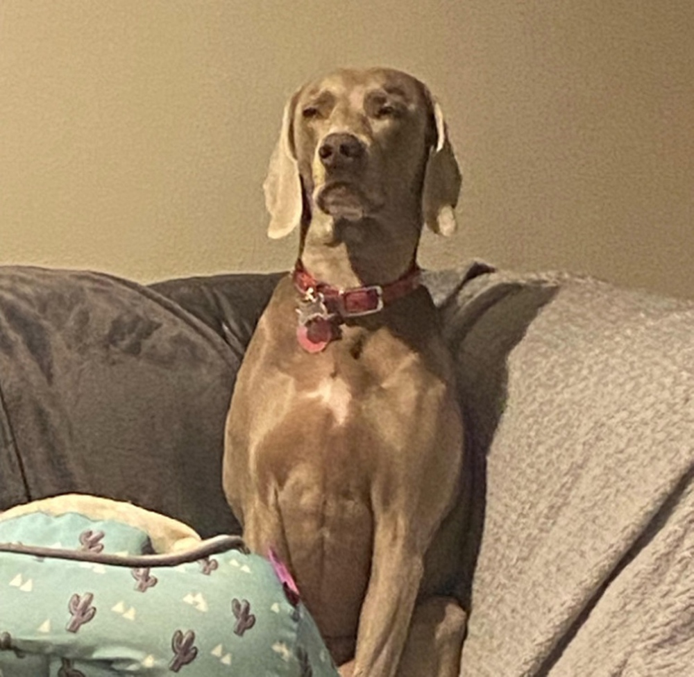 Những khoảnh khắc đời thường c&oacute; thể g&acirc;y cười hơn cả xem phim h&agrave;i - Ảnh 2.