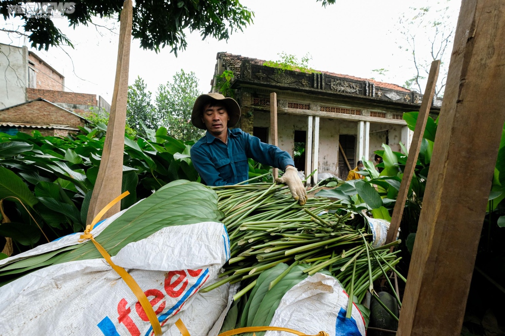 Thủ phủ lá dong ở Hà Nội tất bật vào vụ Tết Nguyên đán 2023 - Ảnh 11.