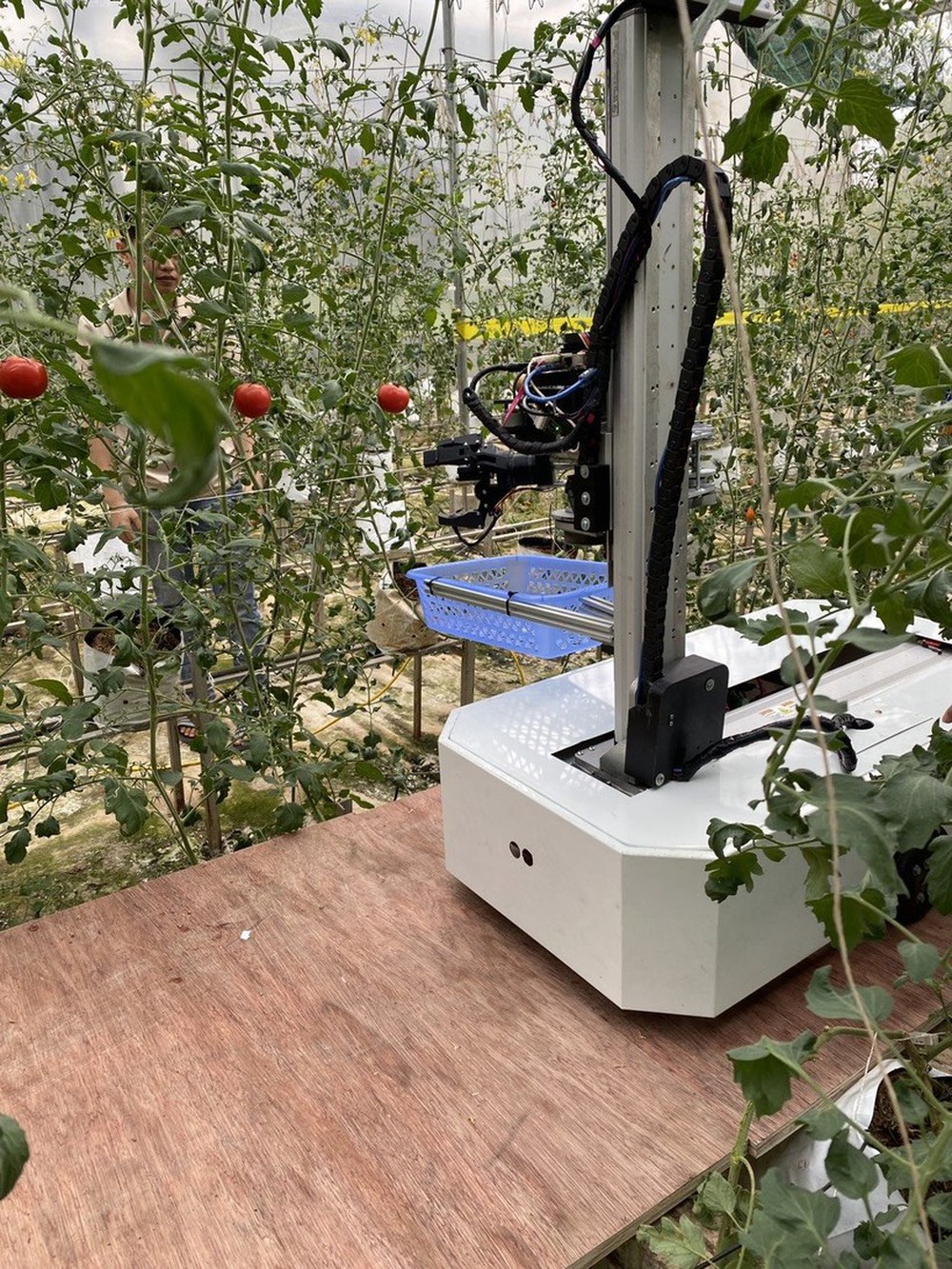 Tiến sĩ ấp ủ ra lò robot hái trái cây tự động - Ảnh 1.