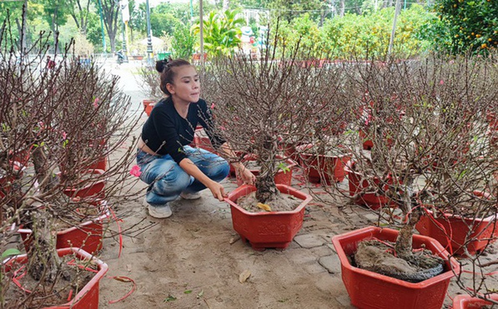 Nhà vườn gánh chi phí hàng trăm triệu để bán hoa Tết