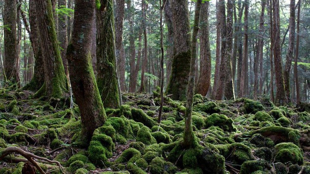 Aokigahara: Khu rừng tự sát, bí ẩn bậc nhất của Nhật Bản - Ảnh 6.