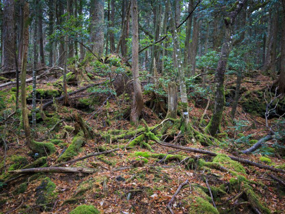 Aokigahara: Khu rừng tự sát, bí ẩn bậc nhất của Nhật Bản - Ảnh 4.
