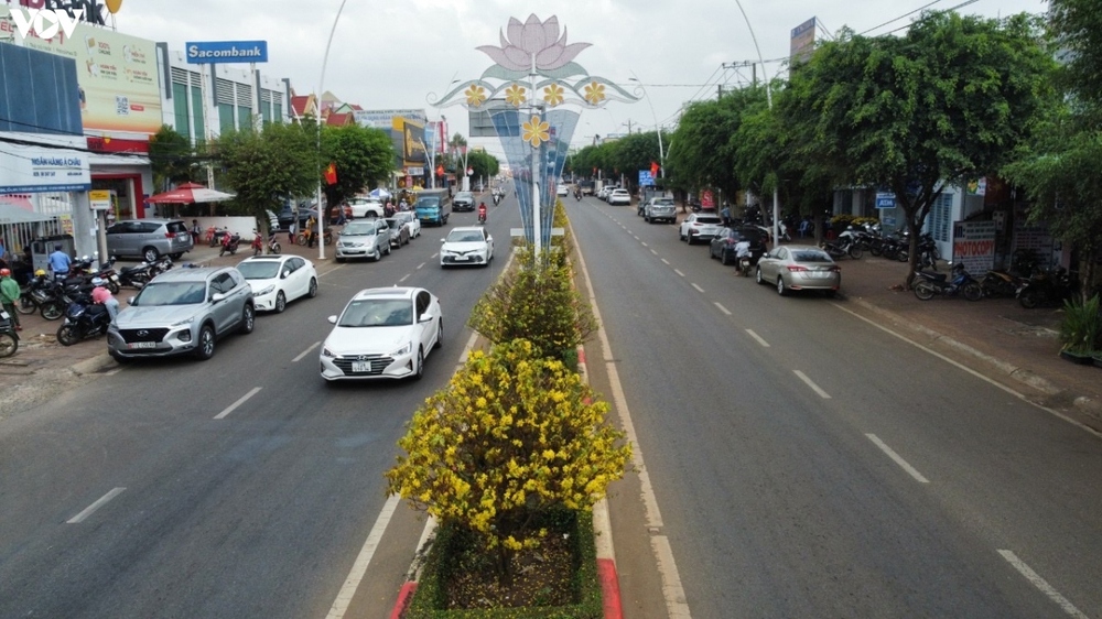 Hơn 900 cây mai vàng khoe sắc trên dải phân cách ở Bà Rịa - Vũng Tàu - Ảnh 1.