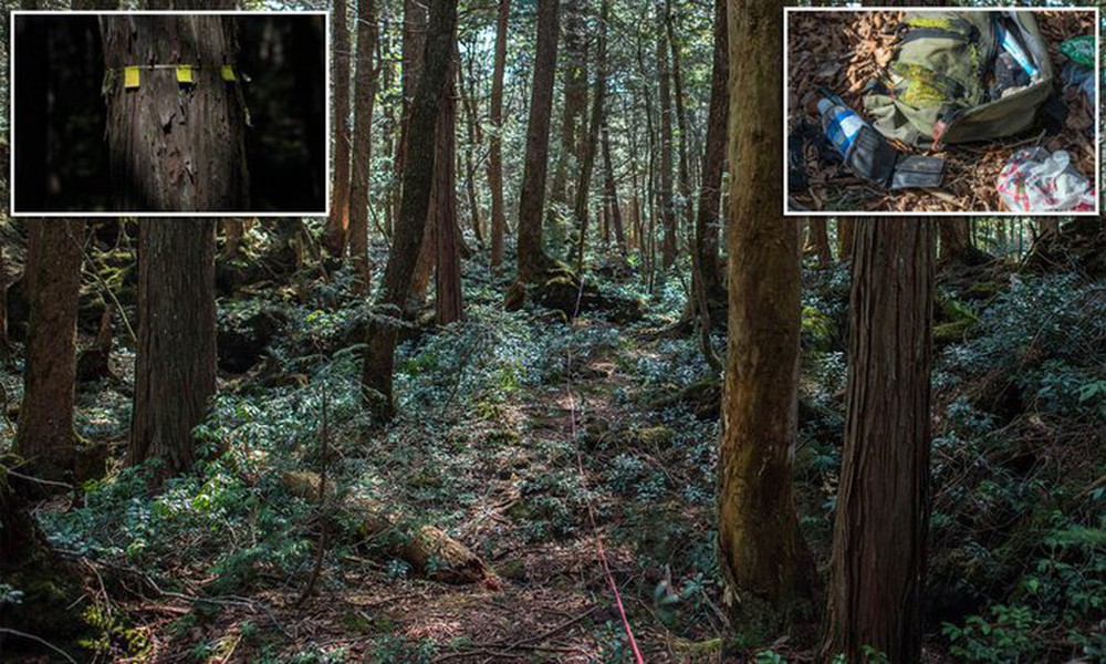 Aokigahara: Khu rừng tự sát, bí ẩn bậc nhất của Nhật Bản - Ảnh 3.