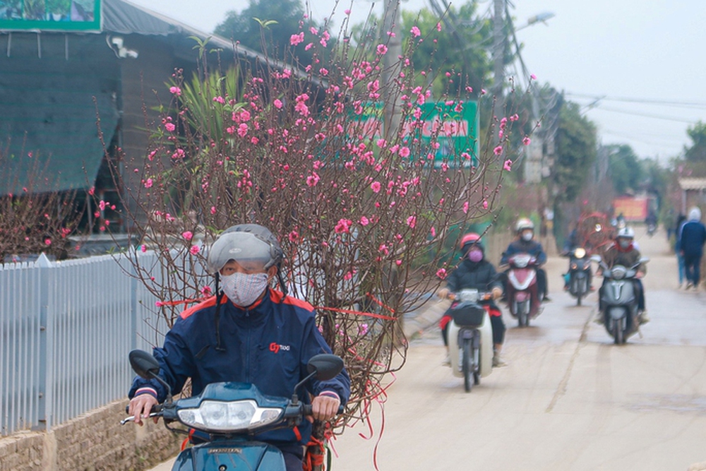 Làng đào Nhật Tân nhộn nhịp những ngày cận Tết Quý Mão 2023 - Ảnh 11.