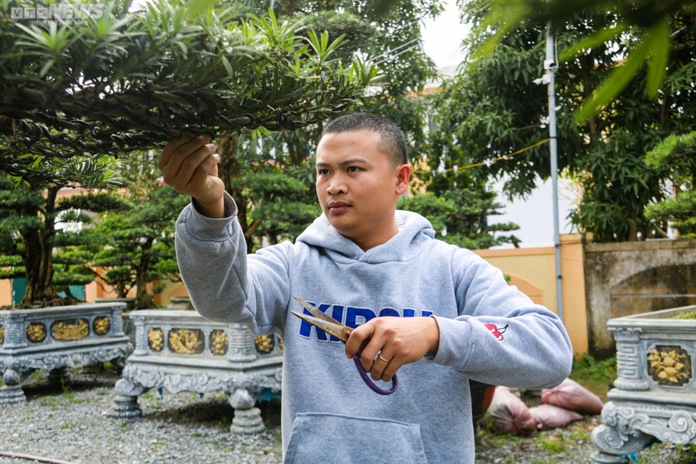 Chiêm ngưỡng những gốc tùng la hán được hét giá hàng trăm triệu dịp sát Tết - Ảnh 4.