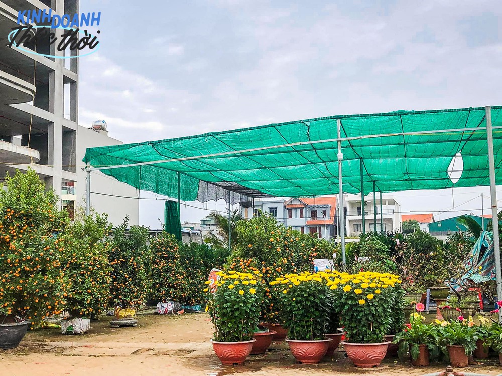 Thức thời mùa Tết: Nhận 5 triệu tiền thưởng, cô gái kéo cả gia đình kinh doanh loài cây truyền thống, thu lời gấp 10, 20 lần