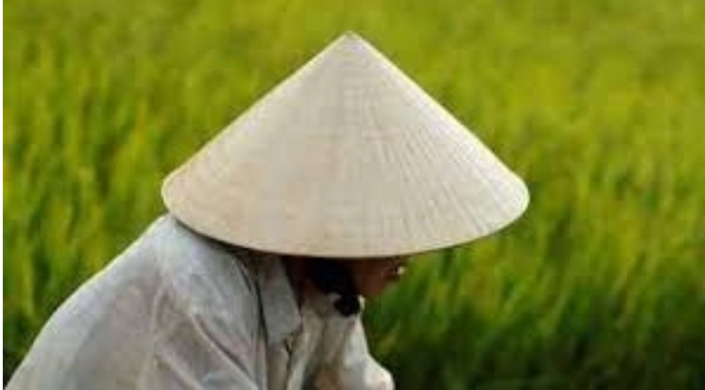 Tương lai của ngành lúa gạo Thái Lan đang bị đe dọa bởi kẻ xâm nhập từ Việt Nam, lan rộng từng cánh đồng mà không biết xuất hiện khi nào - Ảnh 2.