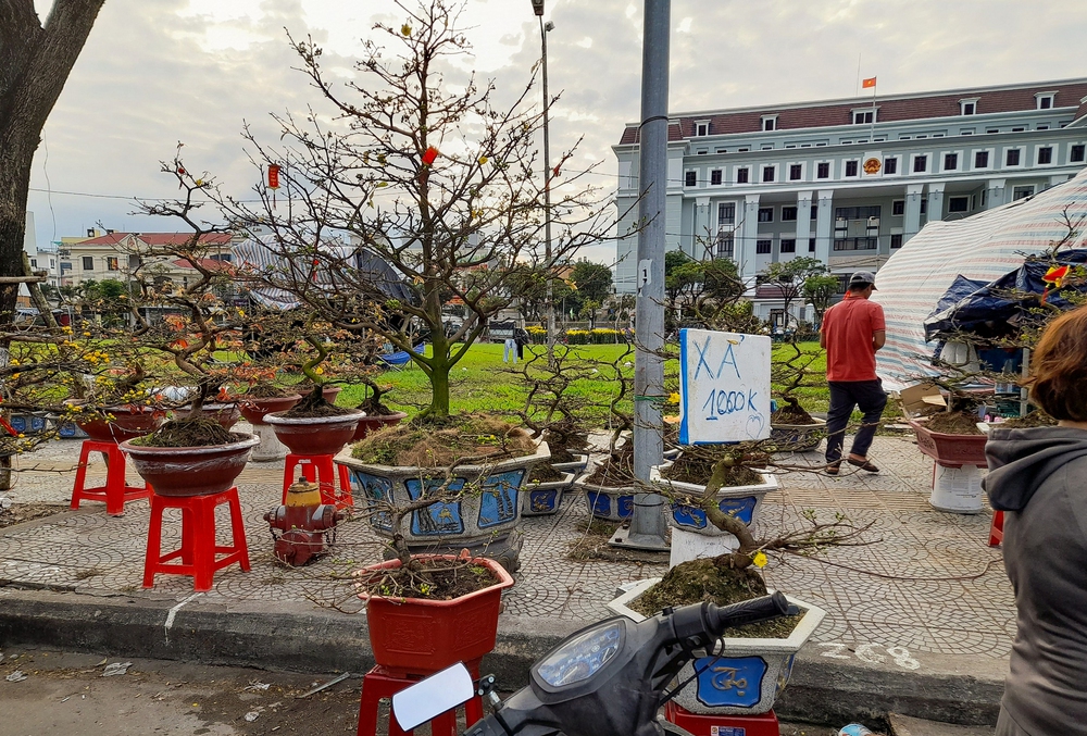 Chợ hoa xuân hạ giá rẻ như cho vẫn ế: “Xin đừng chờ tới tối 30 Tết mới mua hoa…” - Ảnh 7.