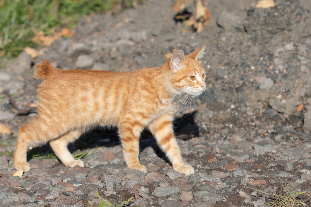 5 sự thật thú vị về mèo cộc đuôi Kuril của Nga - Ảnh 5.