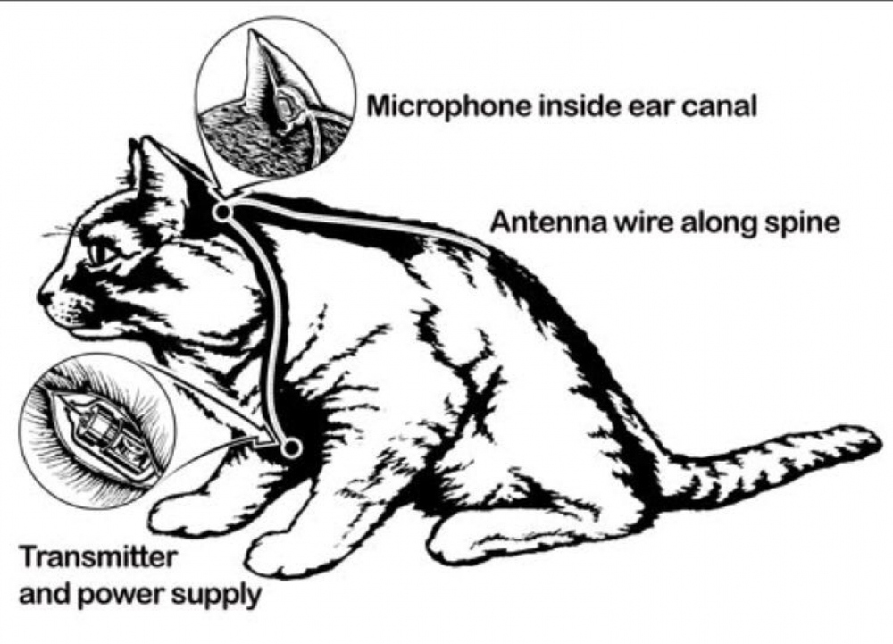 CIA từng cố gắng huấn luyện mèo thành điệp viên như thế nào?  - Ảnh 1.