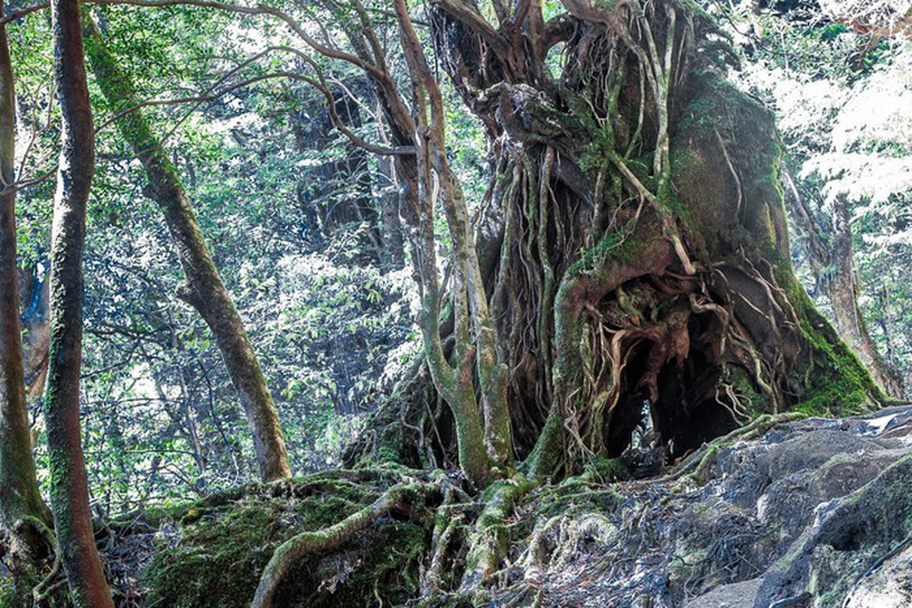 Hòn đảo mưa quanh năm suốt tháng, cây cổ thụ nghìn năm tuổi mọc san sát như thế giới thần tiên - Ảnh 7.