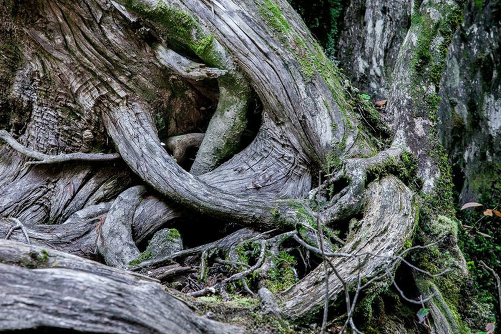 Hòn đảo mưa quanh năm suốt tháng, cây cổ thụ nghìn năm tuổi mọc san sát như thế giới thần tiên - Ảnh 6.
