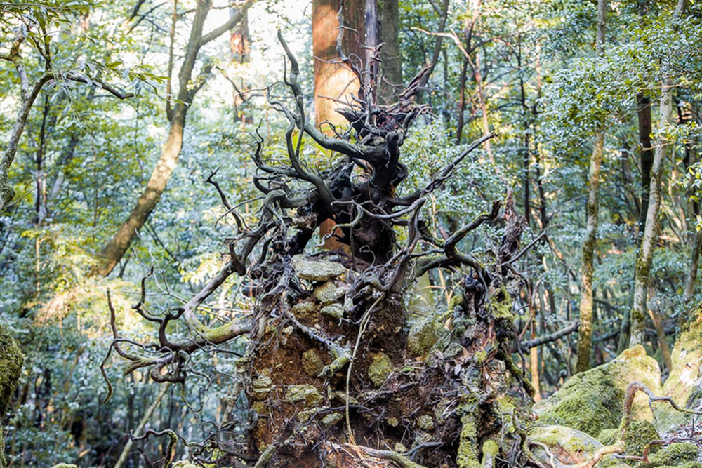 Hòn đảo mưa quanh năm suốt tháng, cây cổ thụ nghìn năm tuổi mọc san sát như thế giới thần tiên - Ảnh 5.