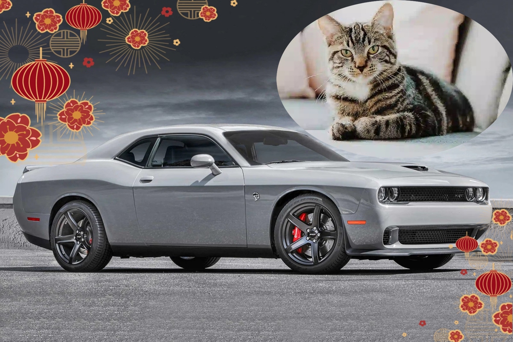 Quý Mão nói chuyện mèo và ô tô: từ Hellcat đến Leopart, Peugeot - Ảnh 1.