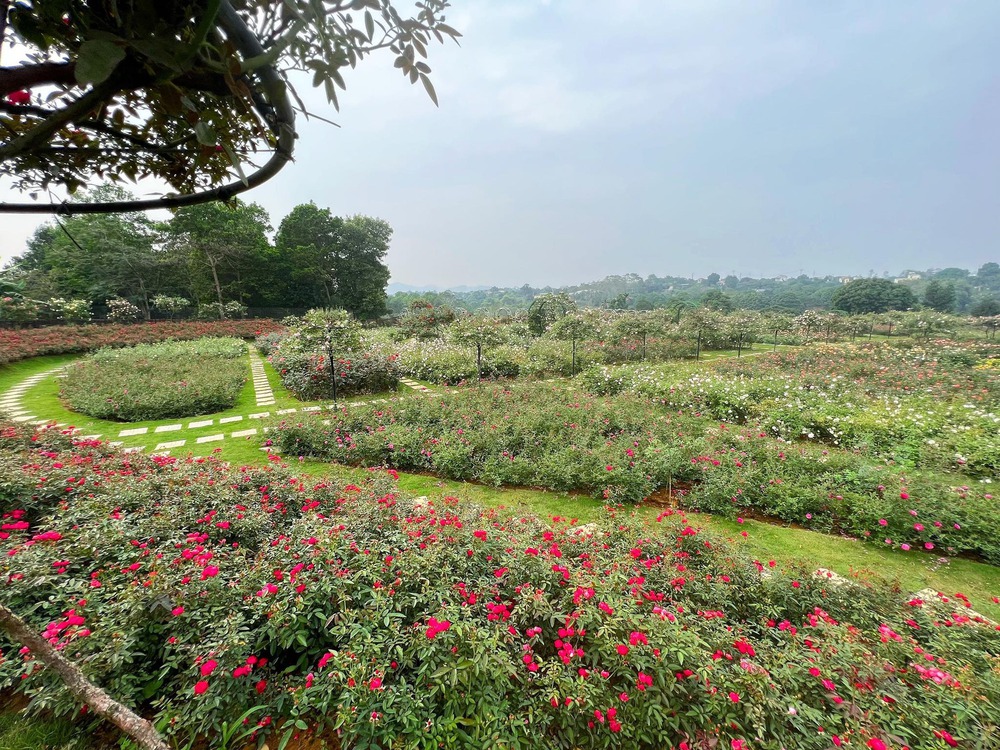 Mùng 3 Tết đến thăm vườn hồng rộng 6.000m² của người phụ nữ ở Hà Nội - Ảnh 1.