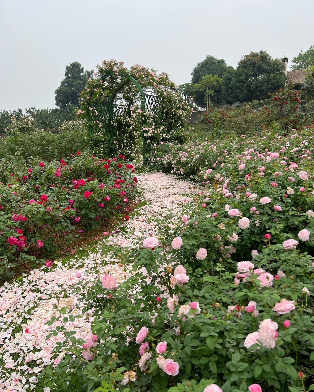 Mùng 3 Tết đến thăm vườn hồng rộng 6.000m² của người phụ nữ ở Hà Nội - Ảnh 9.