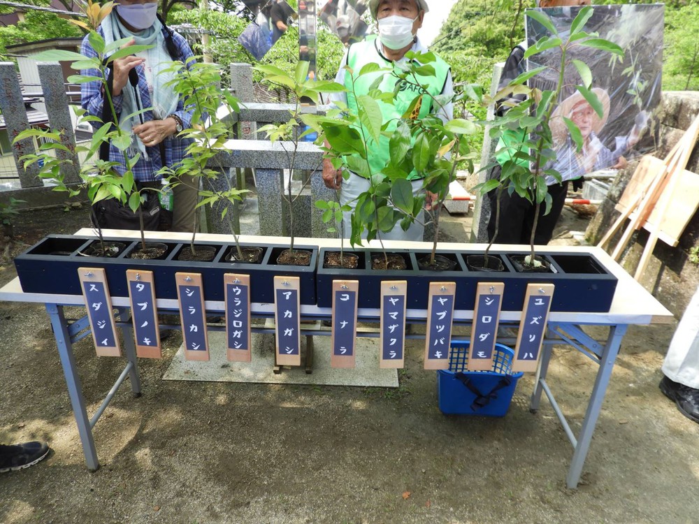 Bất ngờ với kết quả trồng rừng theo phương pháp Miyawaki ở Nhật Bản - Ảnh 3.