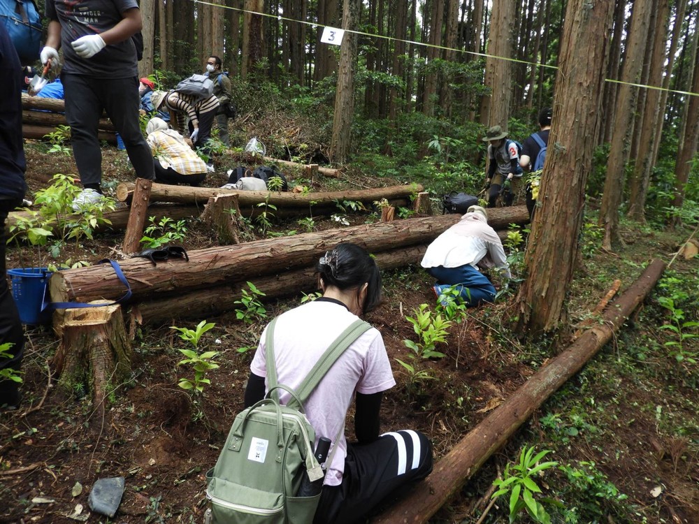 Bất ngờ với kết quả trồng rừng theo phương pháp Miyawaki ở Nhật Bản - Ảnh 1.