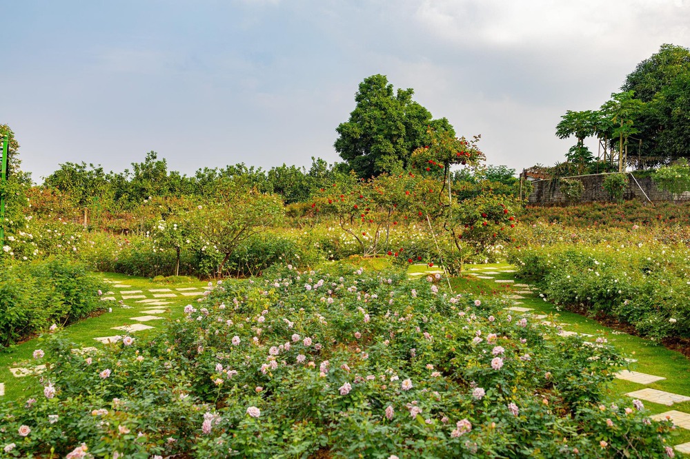 Mùng 3 Tết đến thăm vườn hồng rộng 6.000m² của người phụ nữ ở Hà Nội - Ảnh 3.