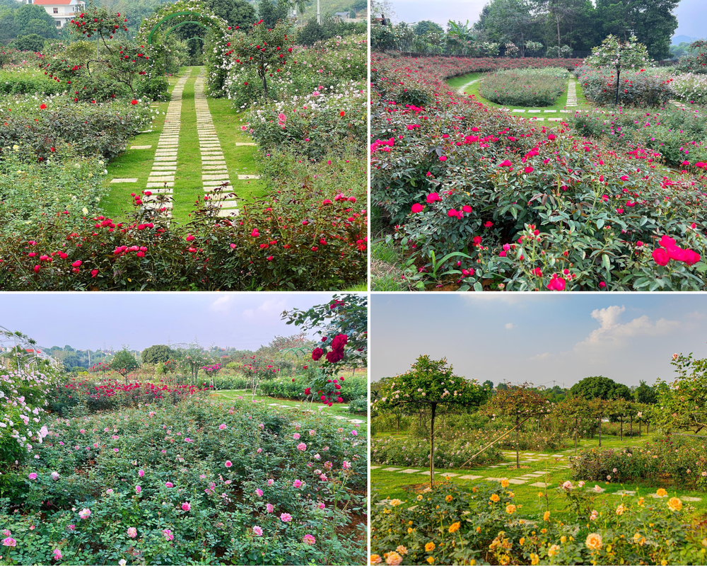 Mùng 3 Tết đến thăm vườn hồng rộng 6.000m² của người phụ nữ ở Hà Nội - Ảnh 2.