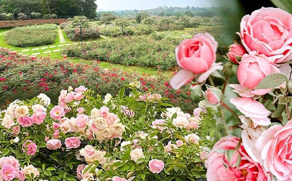 Mùng 3 Tết đến thăm vườn hồng rộng 6.000m² của người phụ nữ ở Hà Nội