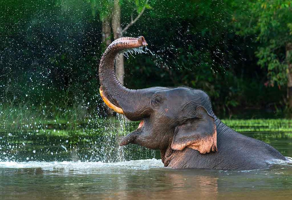 Loài voi có thể là chìa khóa để cứu Trái Đất - Ảnh 4.