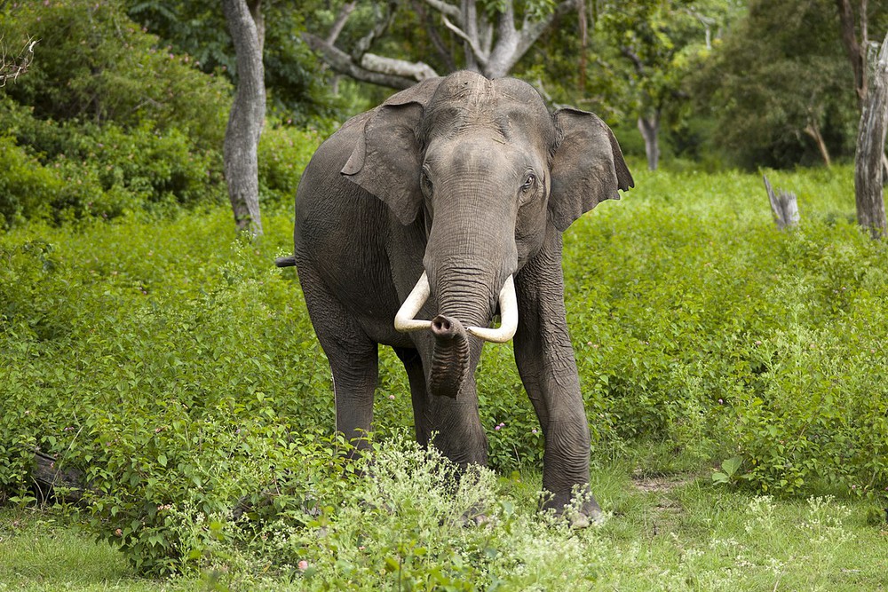Loài voi có thể là chìa khóa để cứu Trái Đất - Ảnh 3.
