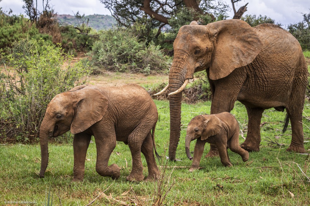 Loài voi có thể là chìa khóa để cứu Trái Đất - Ảnh 2.