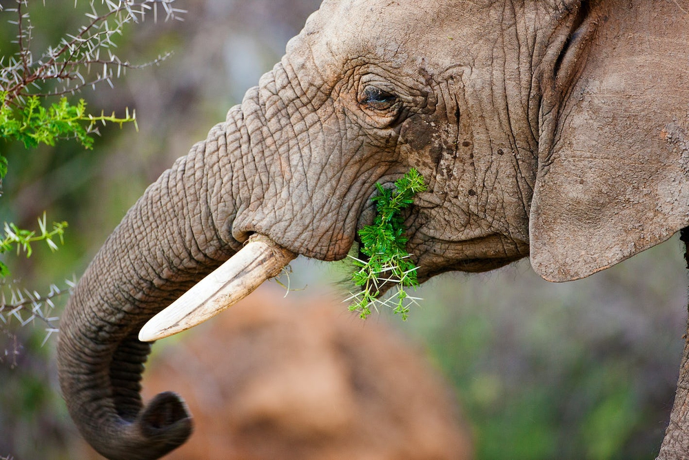 Loài voi có thể là chìa khóa để cứu Trái Đất - Ảnh 1.