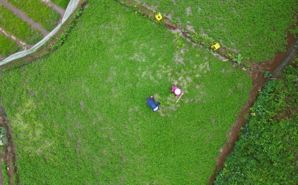 Dân thu tiền triệu mỗi ngày đầu năm nhờ 'rau sợ bẩn' trong giếng cổ ngàn năm